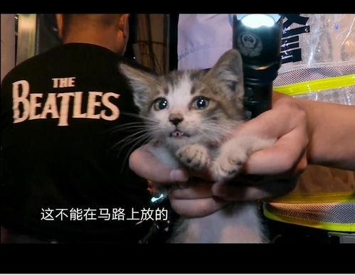 娱乐吃瓜酱小猫坐公交车,小猫公交之旅，萌翻众生