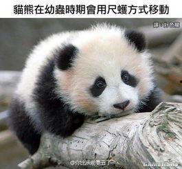 娱乐吃瓜熊猫视频,趣味视频背后的故事