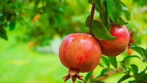 娱乐吃瓜酱买石榴,石榴盛宴，甜蜜来袭！