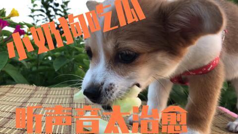 娱乐吃瓜菌狗狗视频,萌宠视频里的欢乐时光