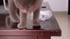 娱乐吃瓜酱虐猫,真相与反思