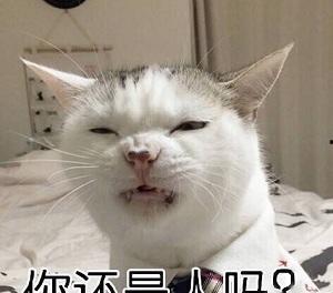 娱乐吃瓜酱布丁是只喵,揭秘网红喵星人的魅力人生