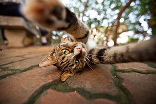 娱乐吃瓜君二豆猫,揭秘娱乐圈那些不为人知的幕后故事